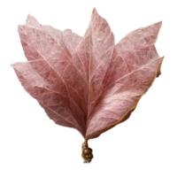 Delicate Pink Tree Leaf on Clear Background with Veins Visible in Translucent Detail. Nature s Elegance A Single Pink Leaf Displayed with Stunning Transparency. png