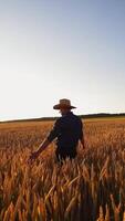 Golden field at sunset. Farmer walking on ripe wheat field in the evening on background of industrial pipes with smoke. Vertical video