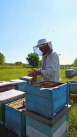 Apiary on field. Beekeeper holds a honey frame with bees in hands. Beekeeper at work near the wooden hive. Farmer taking out honeycombs. Vertical video