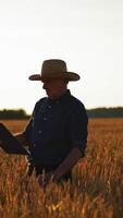 Farmer examines crop on field. Elderly caucasian male farmer is touching ears of wheat in field at sunset and looking in folder. Agriculture concept. Vertical video