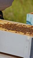 Beekeeper neatly holds the frame with bees. Man checks honey in the combs. Apiarist takes care of beehive on the apiary. Bees crawling on a honeycomb. Close-up. Vertical video