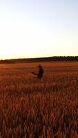 Agronomist checking harvest on field. Farmer in hat with a folder walking among ripe spikelets against orange sunset. Vertical video