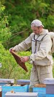 Apiarist in special uniform working at the apiary. Man turning in his hands a brown frame to check it up. Green nature backdrop and bees flying around. Vertical video