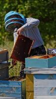 Apiarist examining frame with bees. Hardworking bees flying over the hives. Blue and yellow bee houses on summer nature background. Vertical video