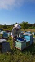 Apiculture in nature. Beekeeper caucasian man takes out beehive honeycomb frame in apiary garden. Natural production of delicious honey. Beekeeping business. Vertical video
