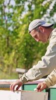 Bearded male apiculturist pulling frames out of hive and looking them through. Blurred green trees background. Vertical video