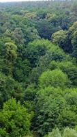Beautiful green woods. Flight over the tops of trees in summer. Breathtaking view of fresh nature. Camera moves forward. View from above. Vertical video