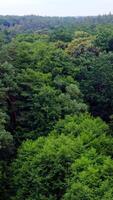 Dense forest in summer. Beautiful green trees background. Panoramic view of green scenery. Tops of trees in wood. Aerial view. Vertical video