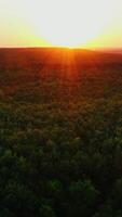 Evening landscape of trees. View from above on green top trees with orange rays of the setting sun. Beautiful nature at sunset. Camera rising up. Vertical video