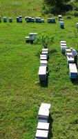 Beehive boxes on a bee farm. Wooden hives on the apiary in summer. Beekeeper works on the apiary. Apiculture process. Aerial view. Vertical video