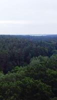 Beautiful scenery of woods. Flight over the green treetops under clear sky. Panoramic view of forest in summer. Aerial view. Vertical video