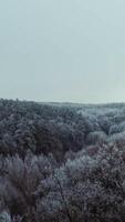 Panoramic view of a beautiful forest in winter. Flying over the top of trees covered with frost. Aerial view. Vertical video