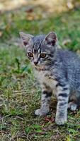 Lovely grey kitten with big eyes. Cute little kitten on green grass in summer. Funny kitty looking at something attentively. Vertical video