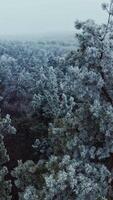 Flight among white trees in winter. Beautiful trees covered with snow in the forest. Aerial view. Slow motion. Vertical video