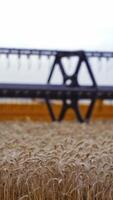 Combine Harvester Cutting Wheat. Harvester machine harvest wheat during work in field Vertical video