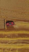 Top view of group of combine harvesters working in field during wheat harvest in summer, shoot from drone Vertical video