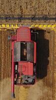 Aerial view on the combine working on the large wheat field. Harvesting season Vertical video