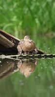 Old wooden planks in the river with waterfowl sitting on them. Mother duck warming her little ducklings at daytime. Blurred backdrop. Vertical video