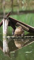 Mallard duck nesting little ducklings. Wild bird hiding her offspring under the old planks on the river. Blurred backdrop. Vertical video