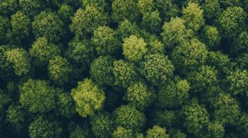 Lush green forest with tall trees under a bright sky on a sunny day photo