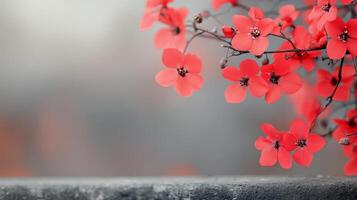 Vibrant red flowers bloom on a stone wall during a sunny spring day photo
