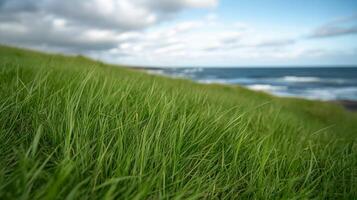 Tall green grass swaying on a coastal hillside under a cloudy sky by the ocean photo
