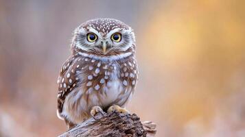 Spotted owl perched on a log in soft autumn light during the golden hour photo