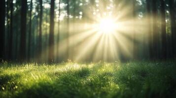 Sunlight filtering through forest trees at dawn with vibrant green grass below photo