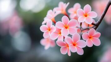 Colorful hydrangea flowers blooming in a garden during springtime photo
