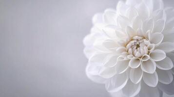 Close-up of a delicate pink and white flower on a blurred background photo