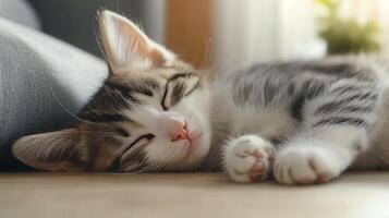 A sleeping tabby cat resting peacefully on a wooden floor near a sunny window photo