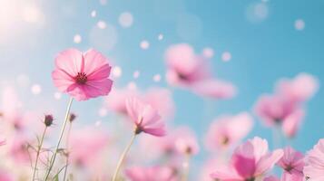 Pink flowers blooming under a bright blue sky in a sunlit field during spring photo