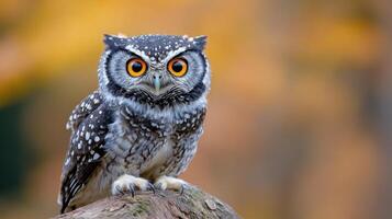 Majestic owl perched on a branch in forest during autumn afternoon photo