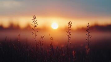 Sunrise over tranquil meadow with barbed wire and grass in soft morning light photo