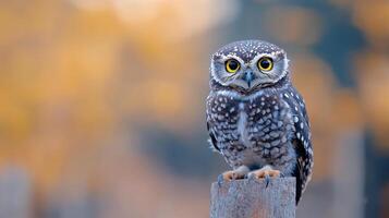 Spotted owl perched on a log in soft autumn light during the golden hour photo