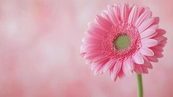 Beautiful pink gerbera flower against a soft pink background in spring photo