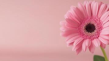 Beautiful pink gerbera flower against a soft pink background in spring photo