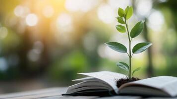 A small plant grows from an open book in a sunlit garden setting photo