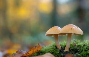 Two mushrooms growing on moss in a forest during autumn morning light photo