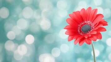 Bright pink gerbera daisy against a soft blue background in a studio setting photo