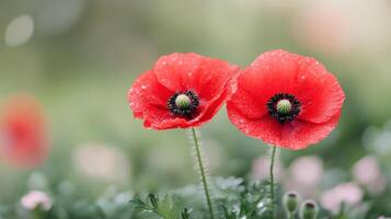 Red and pink flowers covered in droplets during a rainy day in a vibrant garden photo