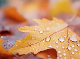 Rain-soaked autumn leaf with droplets in a blurred forest backdrop photo