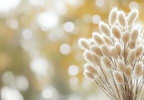 Delicate white fluffy flowers with bokeh background in soft natural light photo