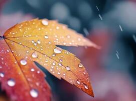 Rain-soaked autumn leaf with droplets in a blurred forest backdrop photo