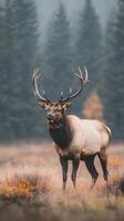 Majestic elk standing in a misty forest during autumn morning light photo