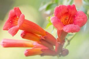 Tecoma flower on green natural bokeh in sunlight. photo