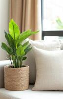 Cozy living room with decorative plants and neutral cushions by a window in natural light photo