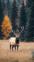 Majestic elk standing in a misty forest during autumn morning light photo