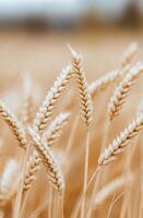Close-up of golden wheat stalks in a sunlit field during late summer photo