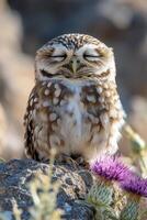 Small owl resting on rocks near purple wildflowers in sunlight photo